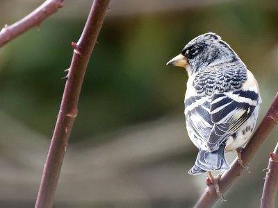 Fringilla montifringilla - Pinson du nord - Brambling