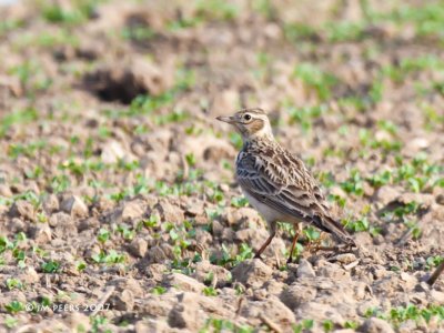 Alauda arvensis - Alouette des champs - Eurasian Skylark