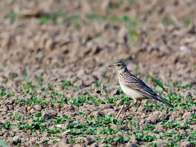 Alauda arvensis - Alouette des champs - Eurasian Skylark