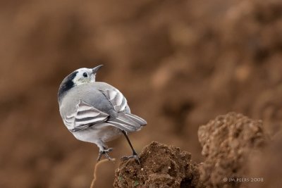 Motacilla alba - Bergeronnette grise - White Wagtail