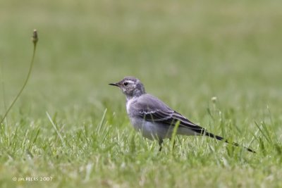 Motacilla alba - Bergeronnette grise - White Wagtail