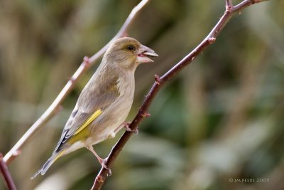 Carduelis chloris - Verdier d'Europe - Greenfinch