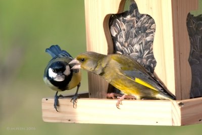 Carduelis chloris - Verdier d'Europe - Greenfinch