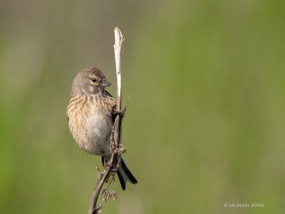 Linaria cannabina - Linotte mlodieuse - Common Linnet