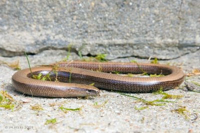 Anguis fragilis