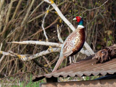 Phasianus colchicus