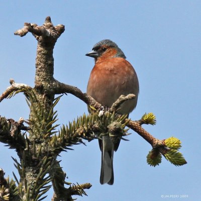 Fringilla coelebs - Pinson des arbres - Common Chaffinch