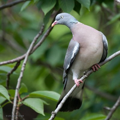 Columba palumbus