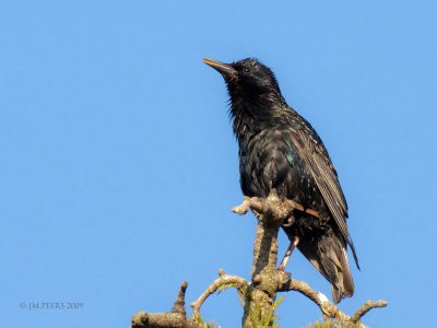 Sturnus vulgaris - Etourneau sansonnet - Common Starling