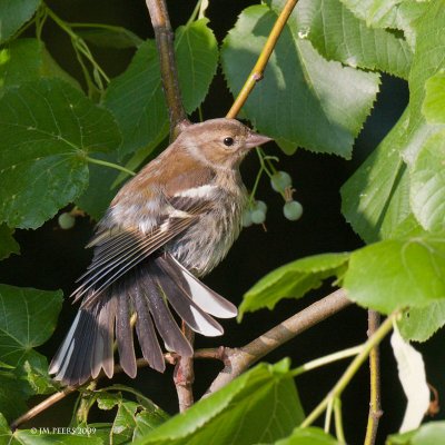 Fringilla coelebs - Pinson des arbres - Common Chaffinch