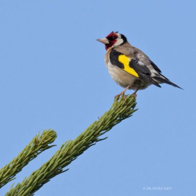 Carduelis carduelis - Chardonneret lgant - Goldfinch