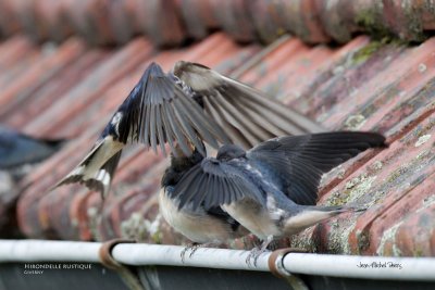 Hirundo rustica - Hirondelle rustique - Barn Swallow