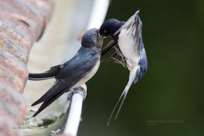 Hirundo rustica - Hirondelle rustique - Barn Swallow