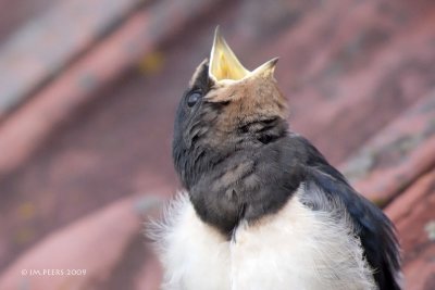 Hirundo rustica - Hirondelle rustique - Barn Swallow