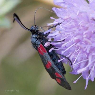 LEPIDOPTERAE (chenilles et papillons - caterpillars and butterflies)