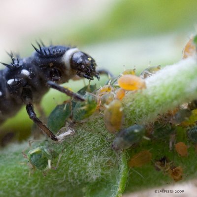 Larve de coccinelle - Ladybug larva