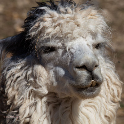 A Bad Hair Day