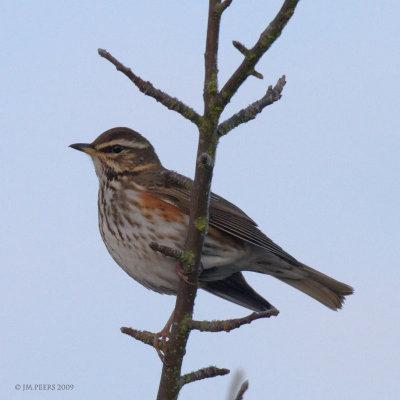 Turdus iliacus - Grive mauvis - Redwing