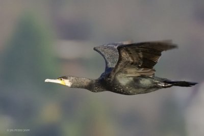 Cormorans et Grèbes / Cormorants and Grebes