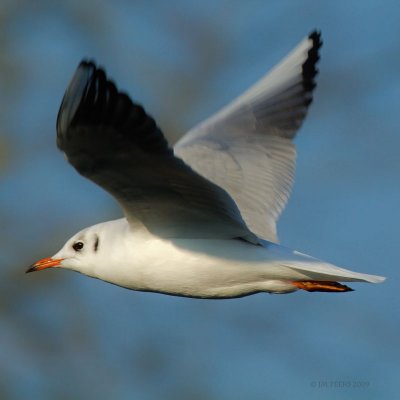 Larus ridibundus