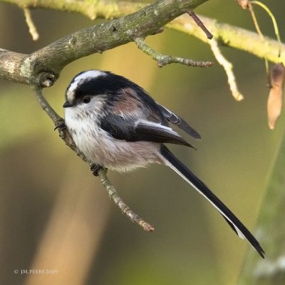 Aegithalos caudatus - Msange  longue queue - Long-tailed Tit