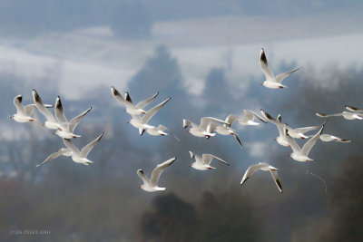 Larus ridibundus