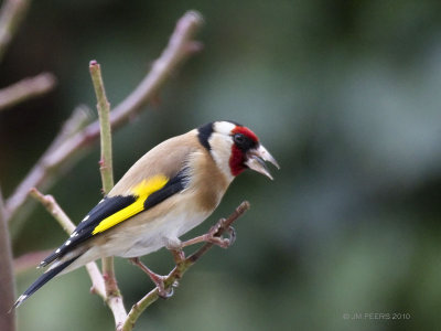 Carduelis carduelis - Chardonneret lgant - Goldfinch