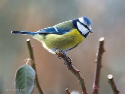 Cyanistes caeruleus - Msange bleue - Eurasian Blue Tit