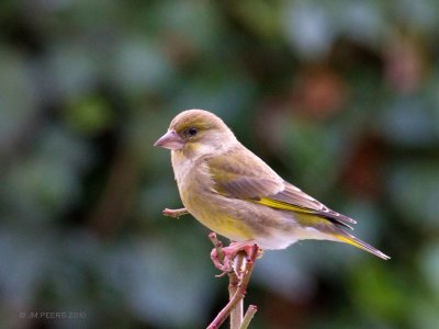 Carduelis chloris - Verdier d'Europe - Greenfinch