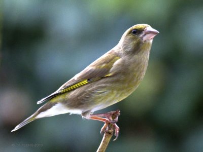 Carduelis chloris - Verdier d'Europe - Greenfinch