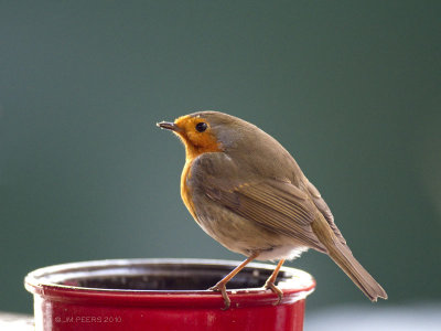 Erithacus rubecula - Rougegorge familier - European Robin