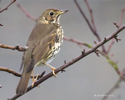 Turdus viscivorus - Grive draine - Mistle Thrush