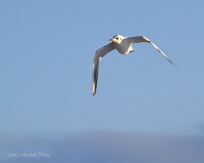 Larus ridibundus