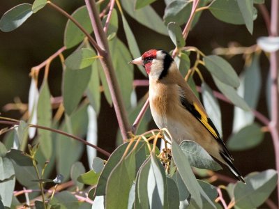 Carduelis carduelis - Chardonneret lgant - Goldfinch