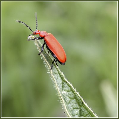 Pyrochroa Serraticornis