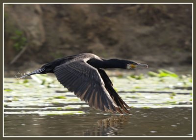 Phalacrocorax carbo