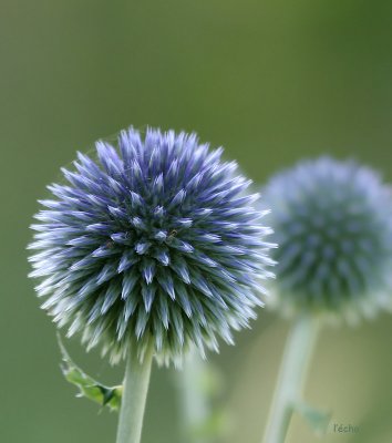 Echinops sphaerocephalus L.