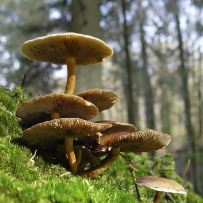 Champignons - Fungi