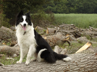 Border Collie