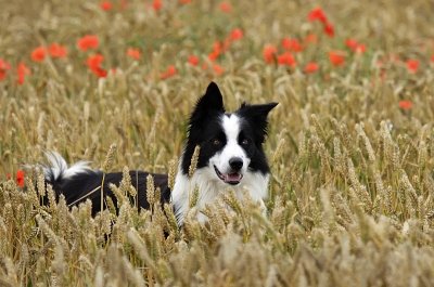 Border Collie