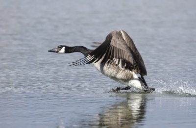 Branta Canadensis