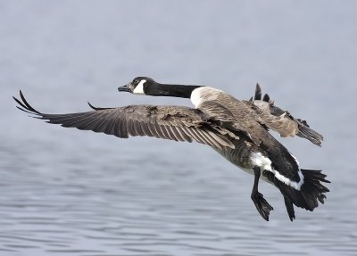 Branta Canadensis