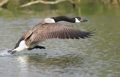 Branta Canadensis