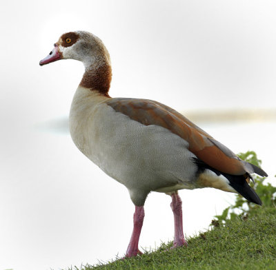 Alopochen aegyptacus - Ouette d'Egypte - Aegyptian Goose