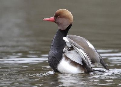 Netta rufina (male)