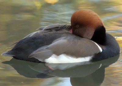 Netta rufina (male)