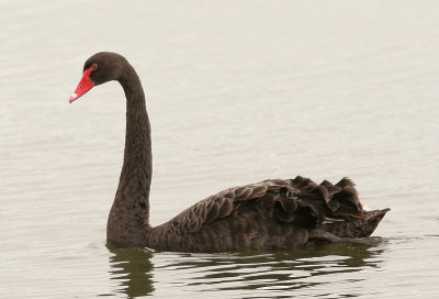 Cygne noir - Cygnus atratus - Black Swan