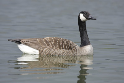 Branta Canadensis