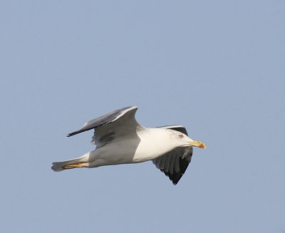 Larus Michahellis