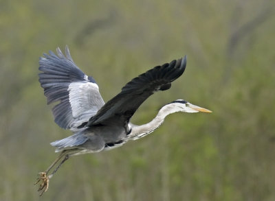 Ardea cinerea - Héron cendré - Grey Heron